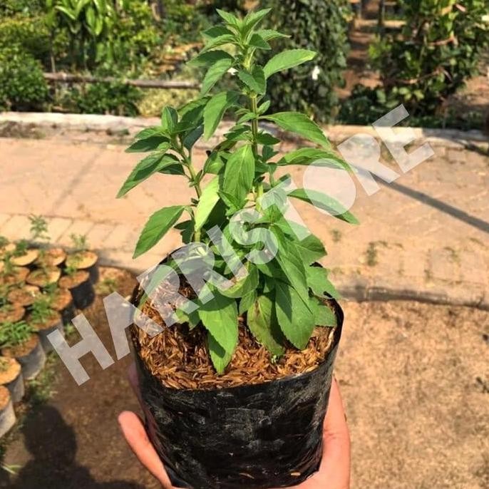 

Terlaris Paket 3 Bibit Tanaman Daun Mint 3 Jenis Dengan Media