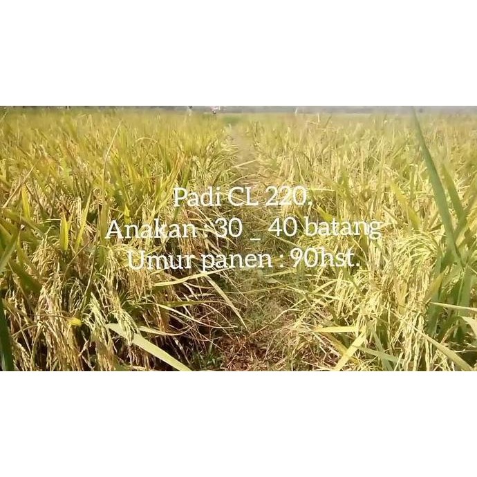 || BANANA / Benih Padi CL220 5kg ||~~~