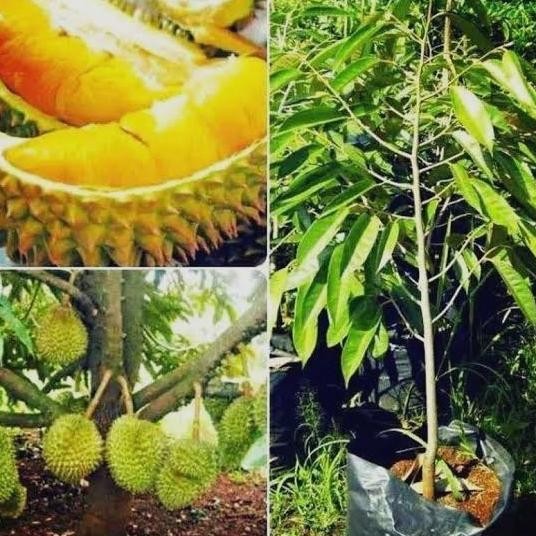 

Terlaris Bibit Buah Durian Bawor Okulasi