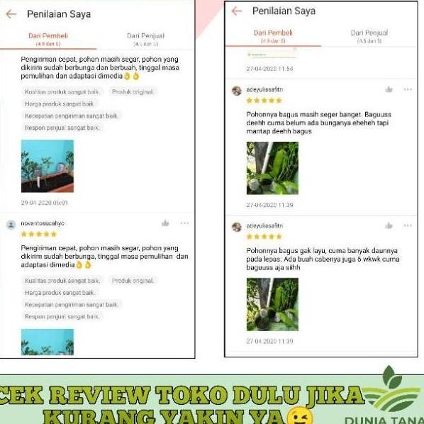 

Terlaris [Berbuah Rimbun] Bibit Tanaman Buah Jeruk Keep Kip Purut Nipis Lemon Manis Nagami Limo Santang