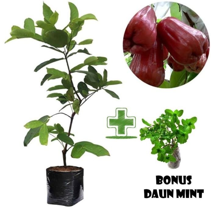 

Terlaris Tanaman Buah Jambu Air Citra Bonus Bibit Daun Mint Topp