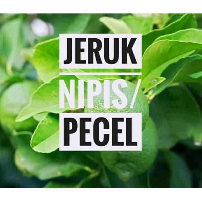 

Terlaris Bibit Pohon Jeruk Nipis Tinggi 40 Cm Up - Hebat Garden
