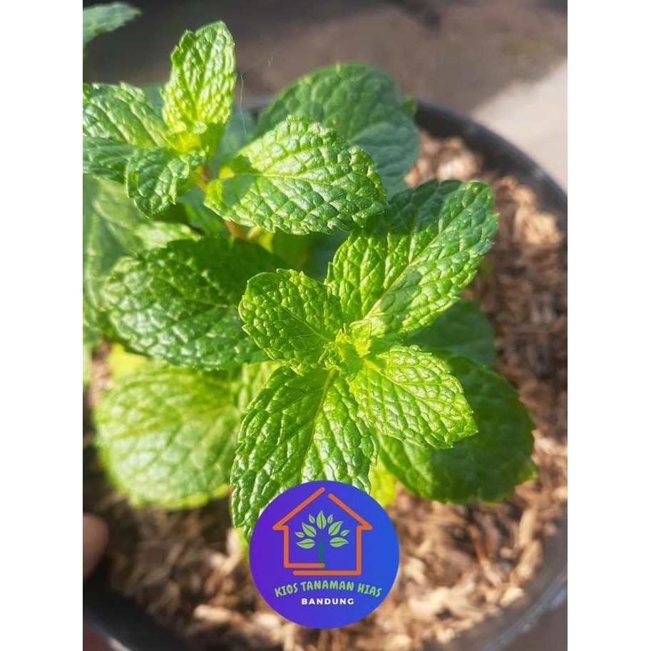 

Terlaris Bibit Tanaman Daun Mint Segar Pepermin Peppermint