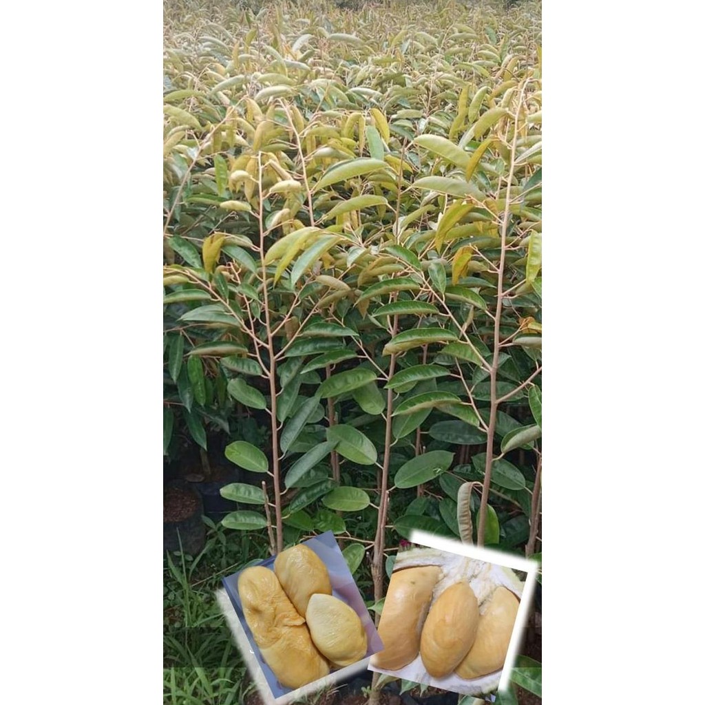 

Terlaris Bibit Tanaman Durian Tembaga Super - Biji Kecil - Daging Tebal