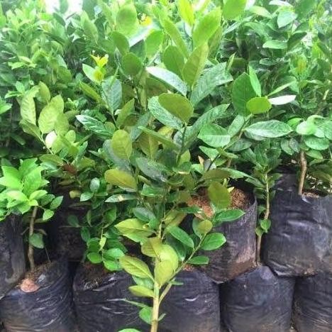 

Terlaris Pohon Jeruk Nipis / Bibit Pohon Jeruk Nipis