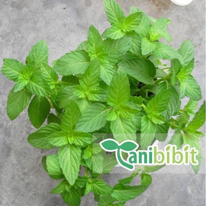 

Terlaris Bibit Tanaman Peppermint - Daun Mint Herbal