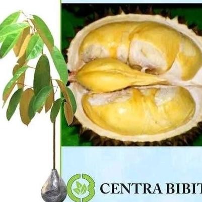 

Terlaris Bibit Buah Durian Monthong/Bibit Pohon/Buah Durian/Tanaman Buah