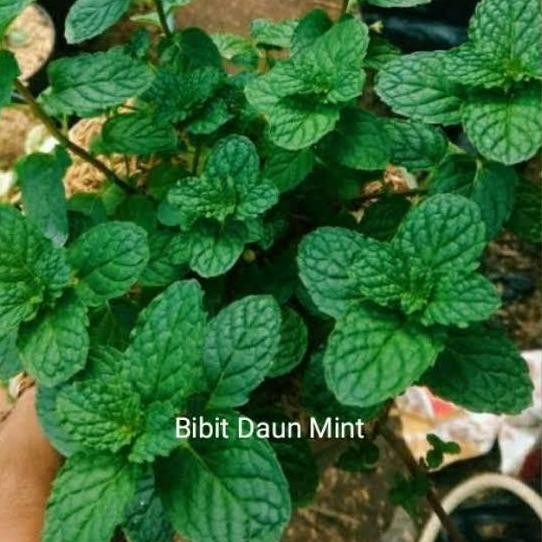 

Terlaris Bibit Tanaman Herbal Daun Mint(Pappermint)