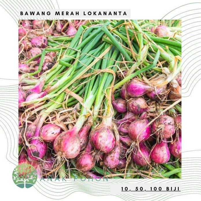 

Terlaris Benih Bibit Biji - Bawang Merah Lokananta Super - Panen Dalam 60 Hari