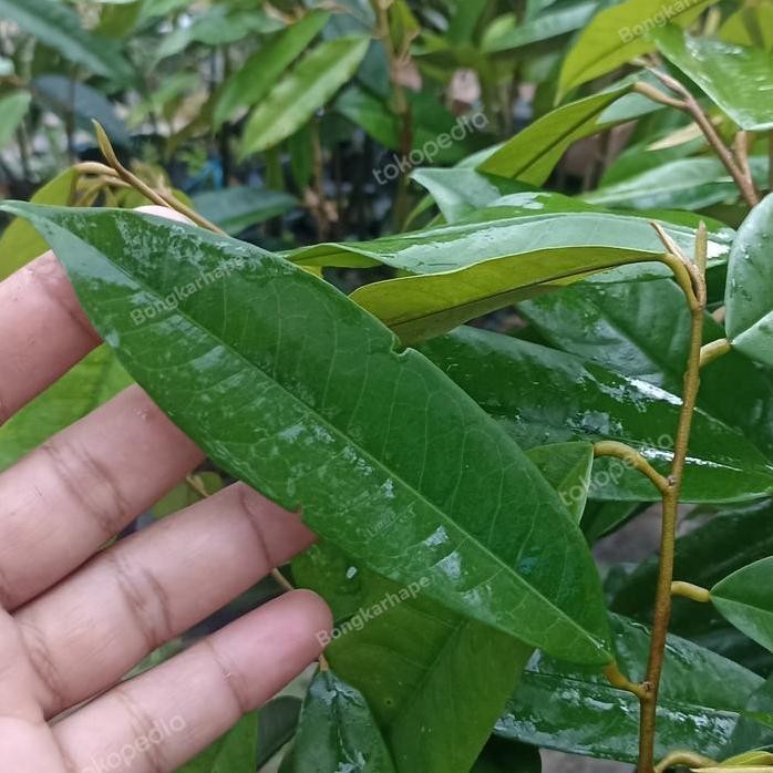 

Terlaris Bibit Durian Musangking Cepat Berbuah