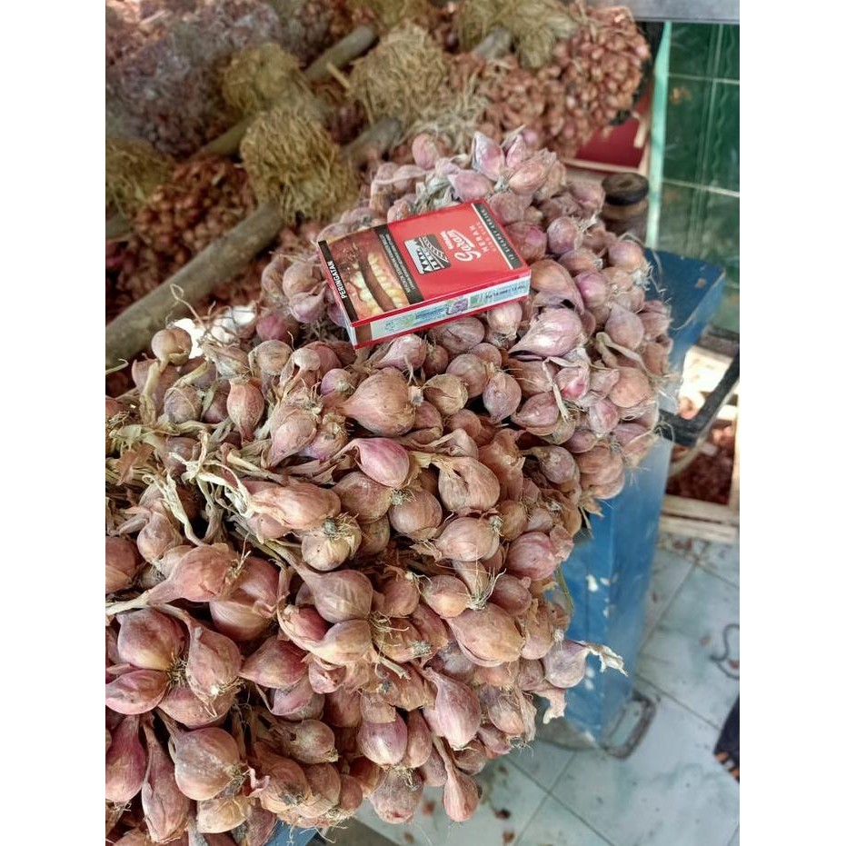 

Terlaris Bibit Bawang Merah Nganjuk Berkualitas