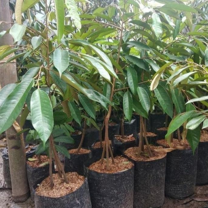 

Terlaris Pohon Durian Musang King Kaki 3 Super Bibit Pohon Duarian Musang King