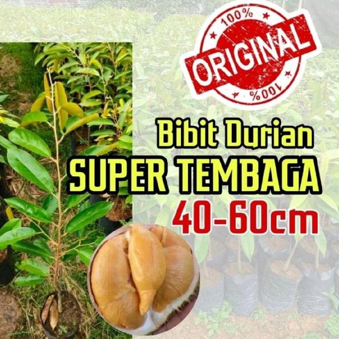 

Terlaris Bibit Durian Super Tembaga Okulasi Siap Tanam