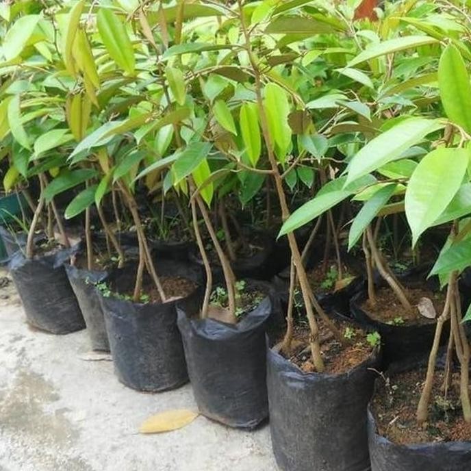 

Terlaris Bibit Durian Musangking Kaki 3