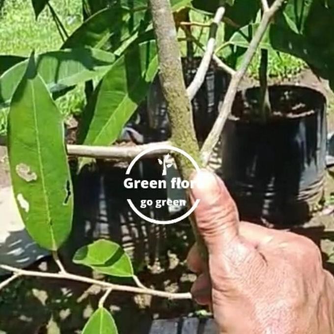 

Terlaris Bibit Pohon Durian Musangking Batang Tua Tinggi 1 Meter-Kaki Tunggal