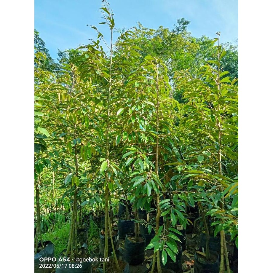 

Terlaris Bibit Durian Musangking,Bawor,Duri Hitam Kaki 3 Unggul Berkualitas