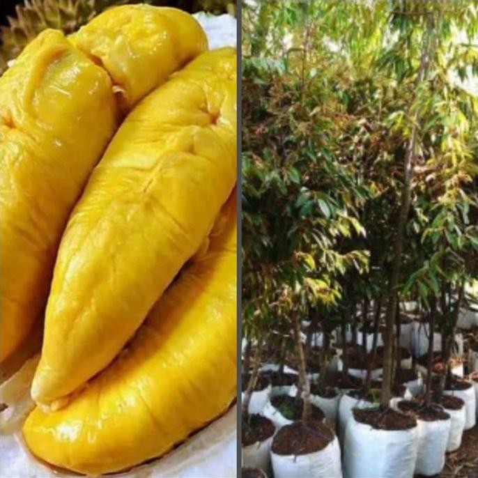 

Terlaris Bibit Pohon Durian Bawor - Tinggi 1Meter Up