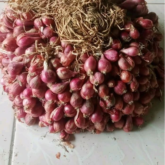 

Terlaris Bibit Bawang Merah Asli Brebes 1000 Umbi - Varian Bima Brebes - Tanaman
