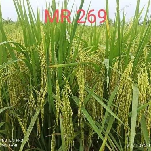 || BANANA / benih padi mr 269 5kg ||~~~