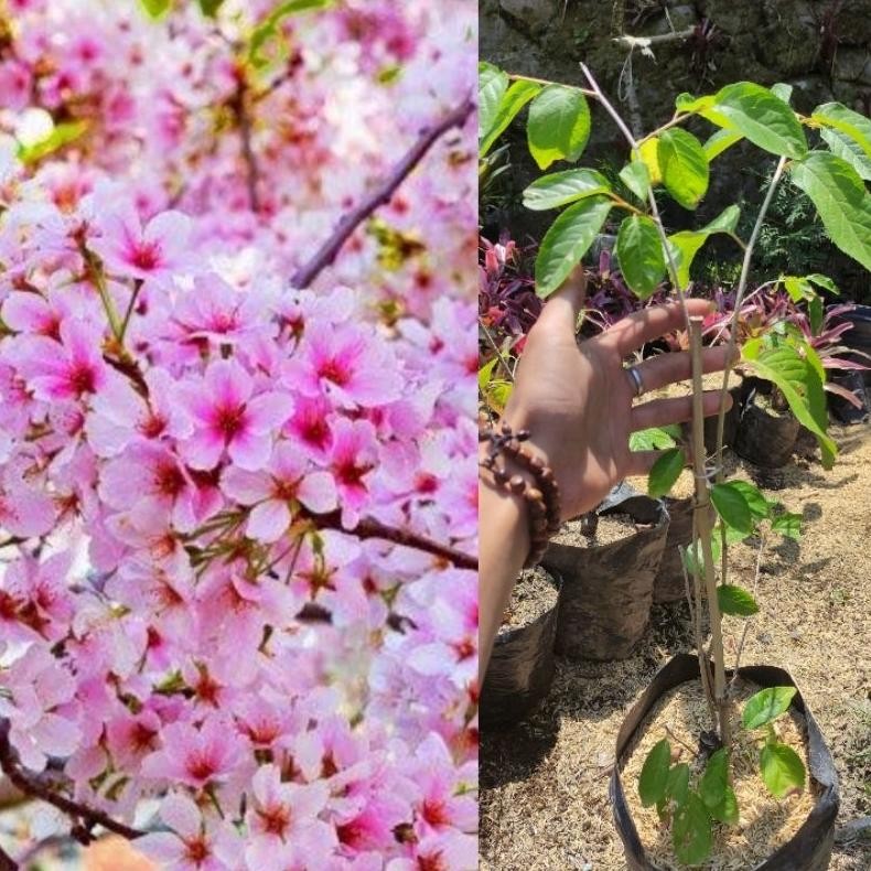 Bibit pohon sakura jepang Cherry Blossom ( Asli Original Japan )