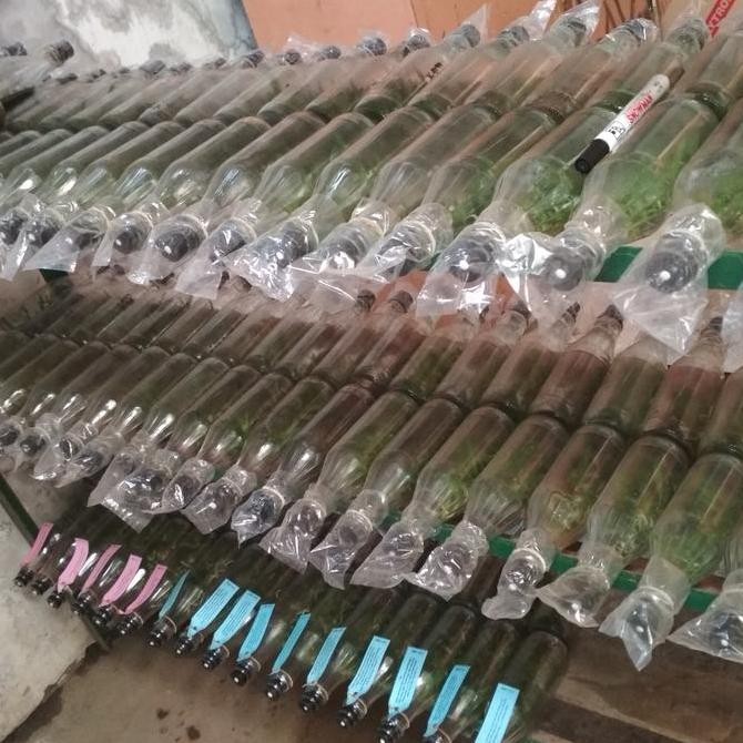 || BANANA / Benih bibit anggrek vanda botolan botol hybrid bayi Orchid ||~~~