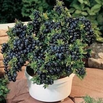 Bibit Buah Blueberry Jumpfruit Cangkok Premium - Cepat Berbuah