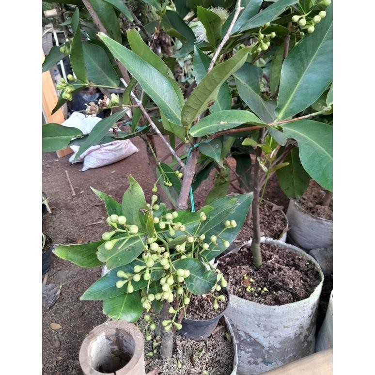 bibit tanaman buah jambu air madu deli hijau - sudah berbuah