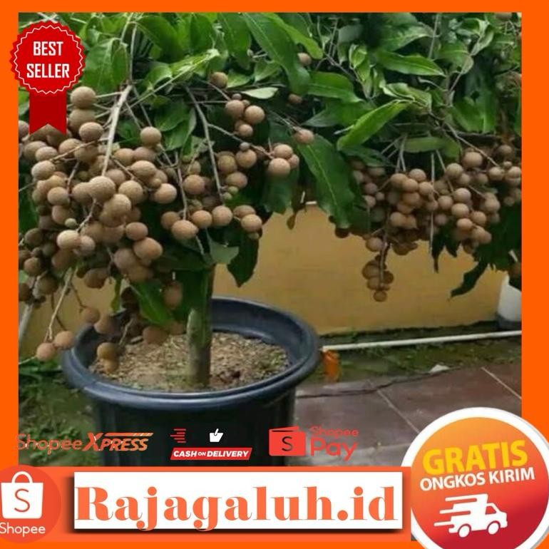 Bibit Kelengkeng Diamond River BERBUNGA 1 meter up
