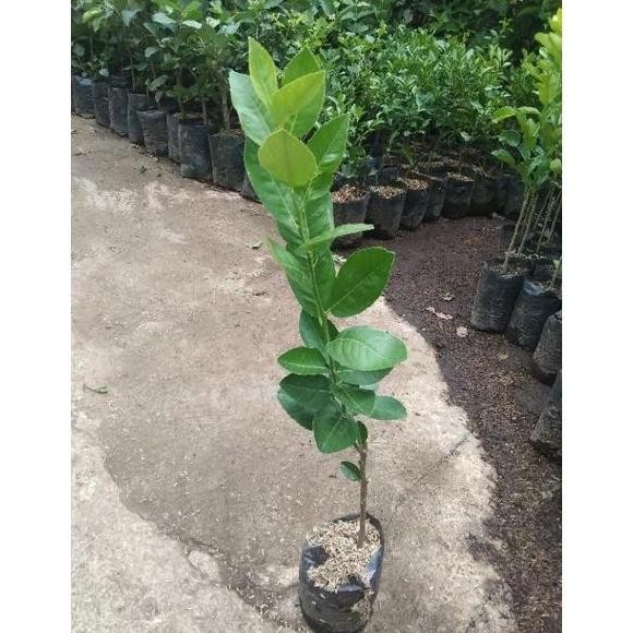 

bibit buah jeruk lemon tanaman FRESS