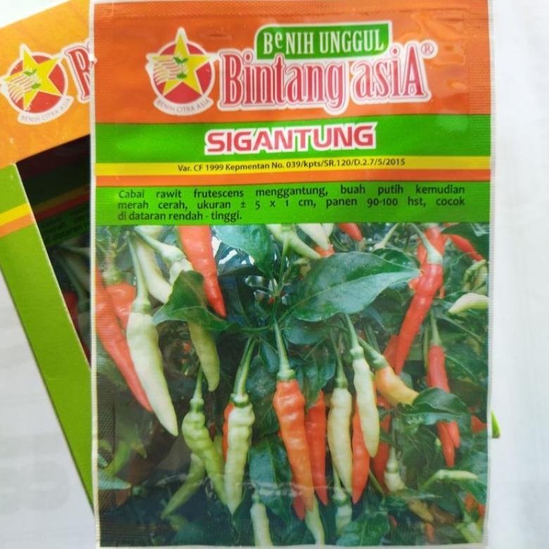 Benih cabe rawit putih SIGANTUNG 10 gram. Benih unggul Bintang Asia. cabai rawit setan