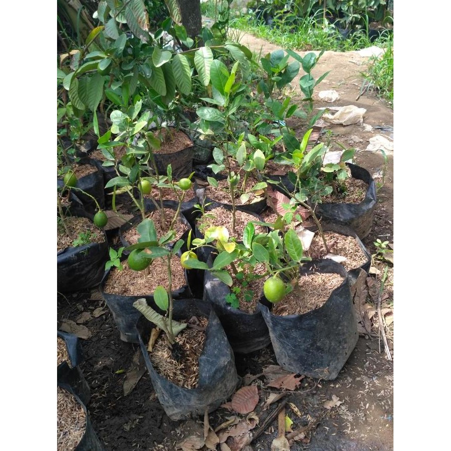 

bibit tanaman buah jeruk lemon FRESS