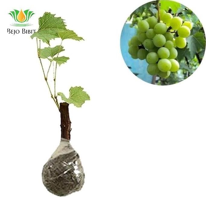

Bibit Tanaman Buah Anggur Lokal Super Murah FRESS