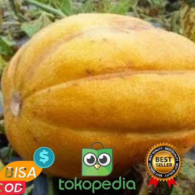 20 BIBIT TANAMAN UNGGUL BUAH BLEWAH /BLEWAH UNGGUL SUPER MANIS FRESS