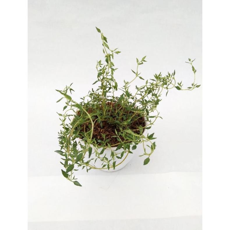 

Thyme / Timi / Thymus Vulgaris Bahan Bumbu Masak