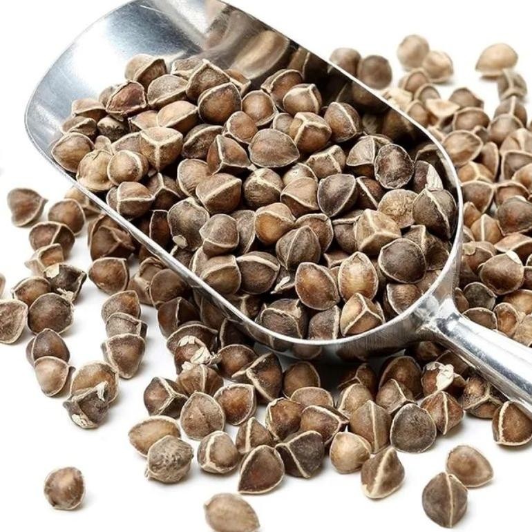 

Biji Kelor 500gram Setengah Kg