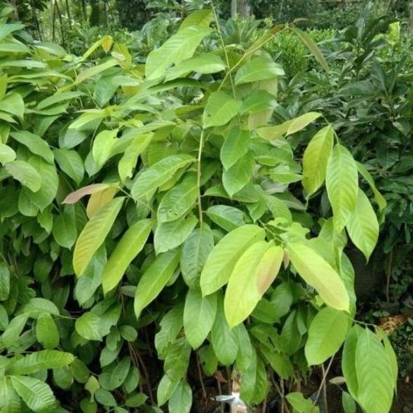 OBRALL BIBIT TANAMAN BUAH LOBA LOBI - LOBI LOBI LANGKA FRESS