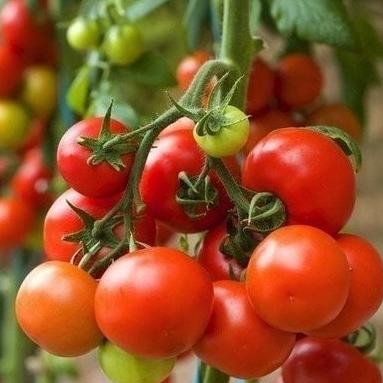 murah Benih Tomat Victory Bibit Sayur Buah Tomato Merah Biji Tanaman Bisi FRESS