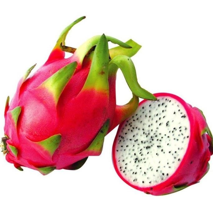 Bibit tanaman buah naga putih super FRESS