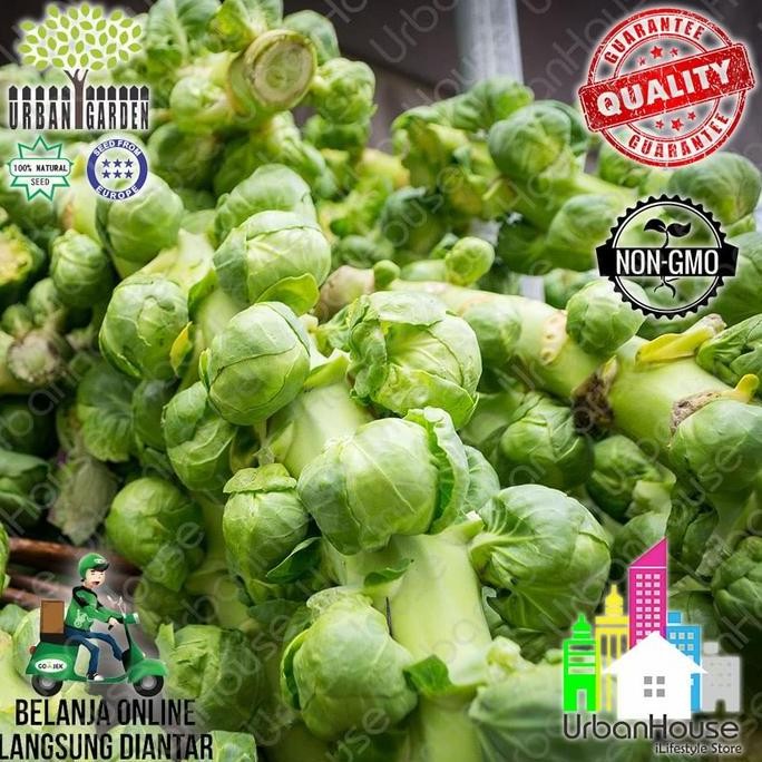

VEGETABLE - Benih Sayuran Brussels Sprout IMPORT Kembang Kol Mini