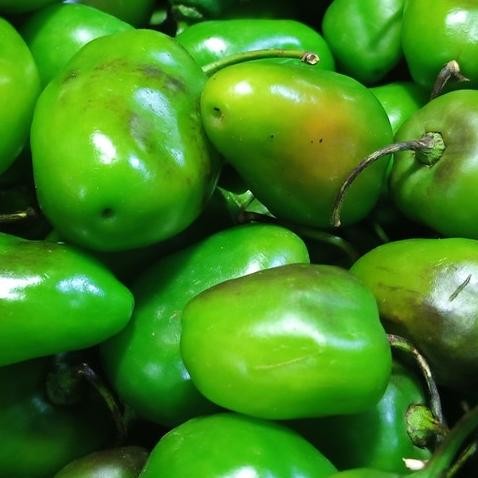 

Hemat Cabai Gendot Cabe Gendot Bandung 250Gr Fresh