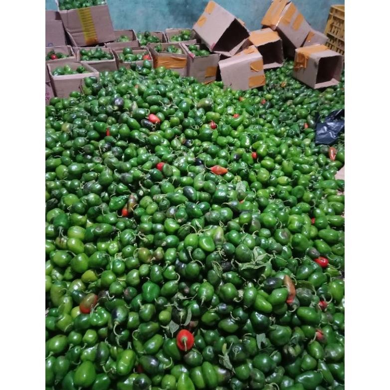

Termurah Cabe Gendot 500Gram