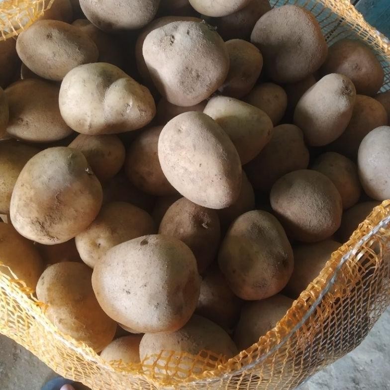

Perhatian Kentang Dieng Sedang 1 Kg Isi 8-15