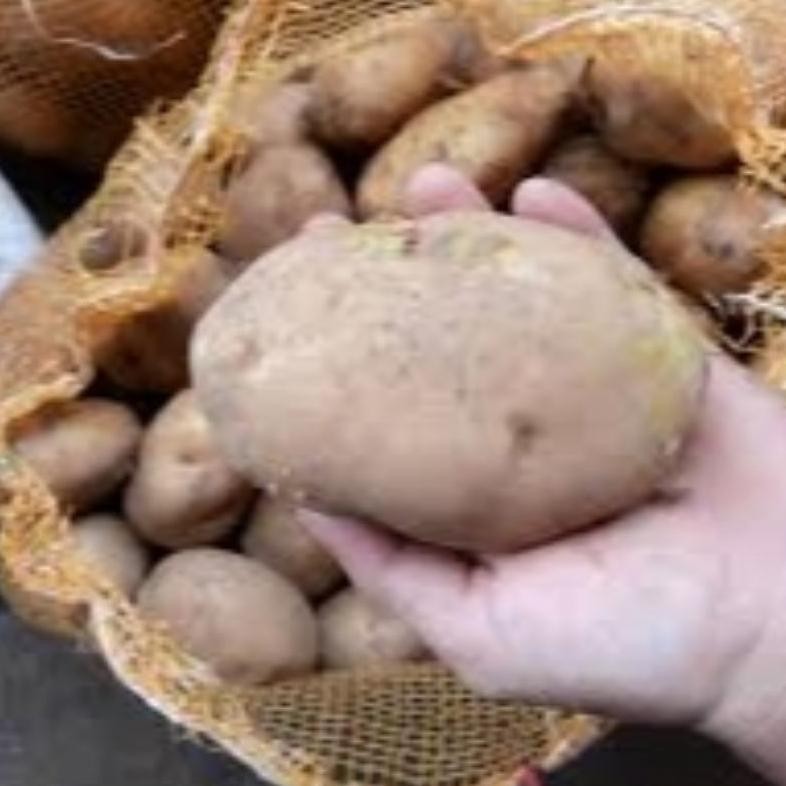 

Tahan Lama Kentang Dieng ( Potato ) Besar Dan Sedang ( Mix/Campur )