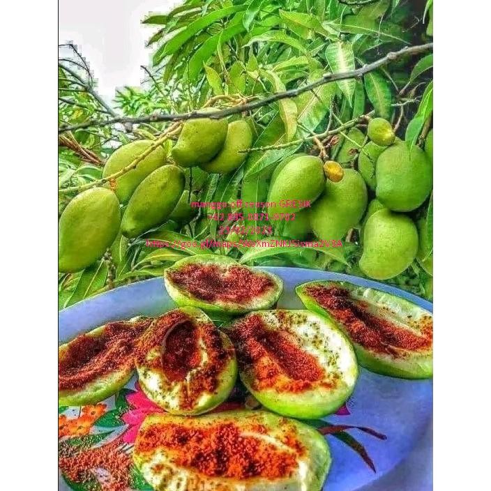 

Revolusioner Mangga Rujak Muda 1Kg Cocok Buat Ibu Yg Lgi Ngidam