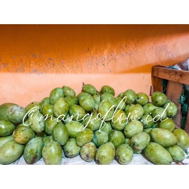 

Terlaris Mangga Muda Utuh 1Kg