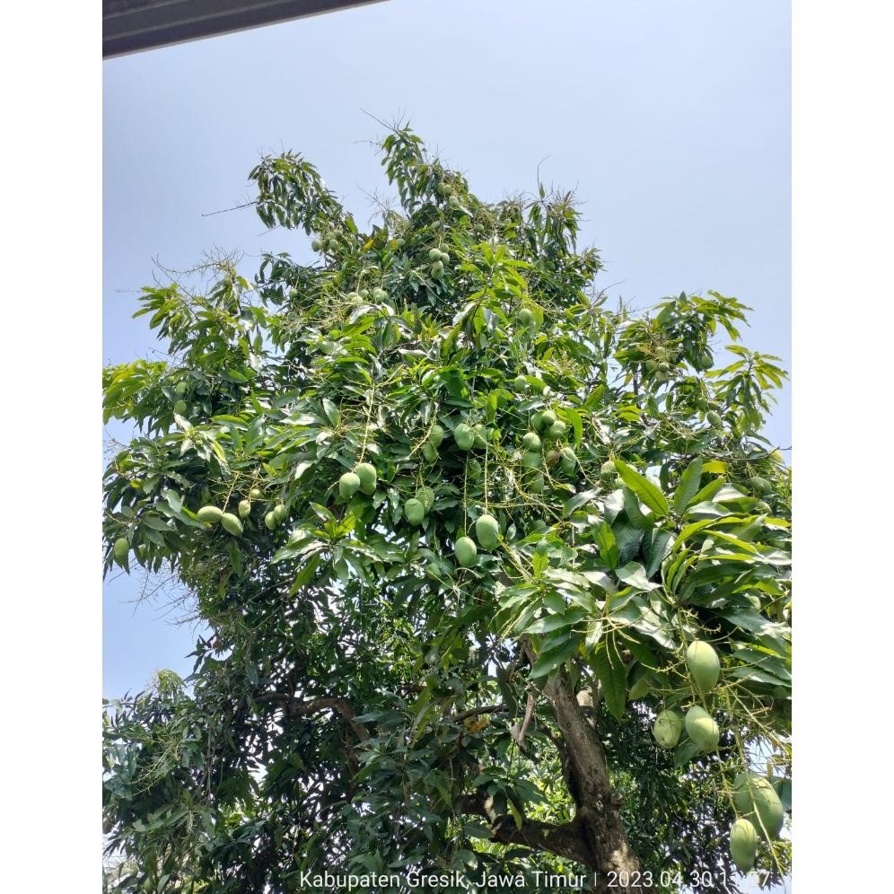 

Menarik Mangga Madu Krompol Fresh