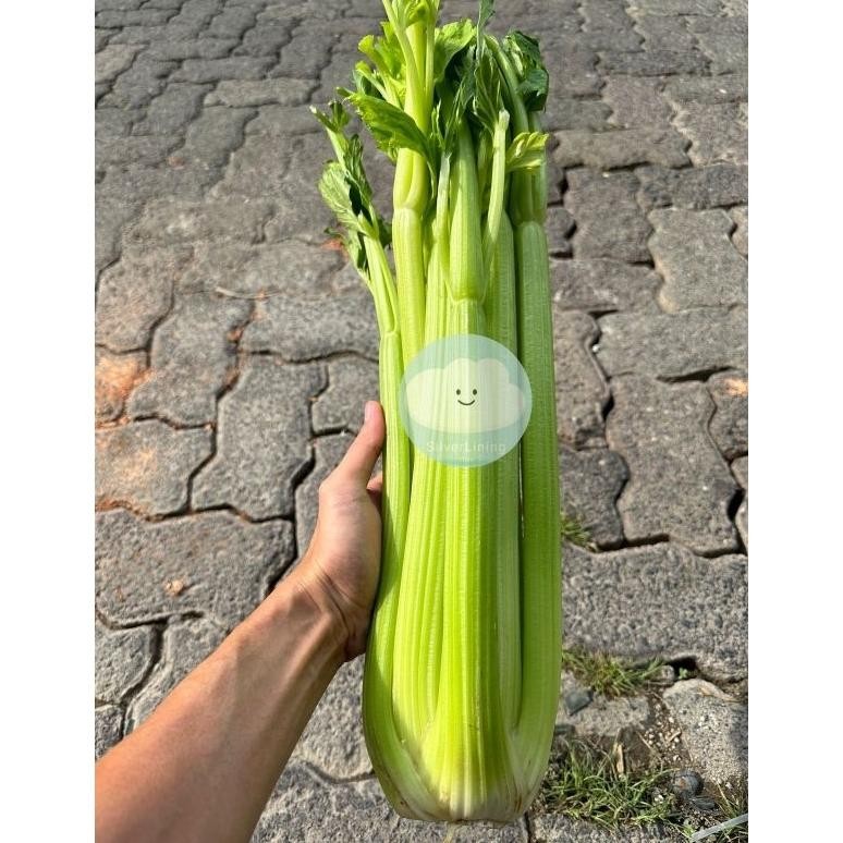 

Pilihan Tepat Celery Stick Seledri Stik Impor Per Kg