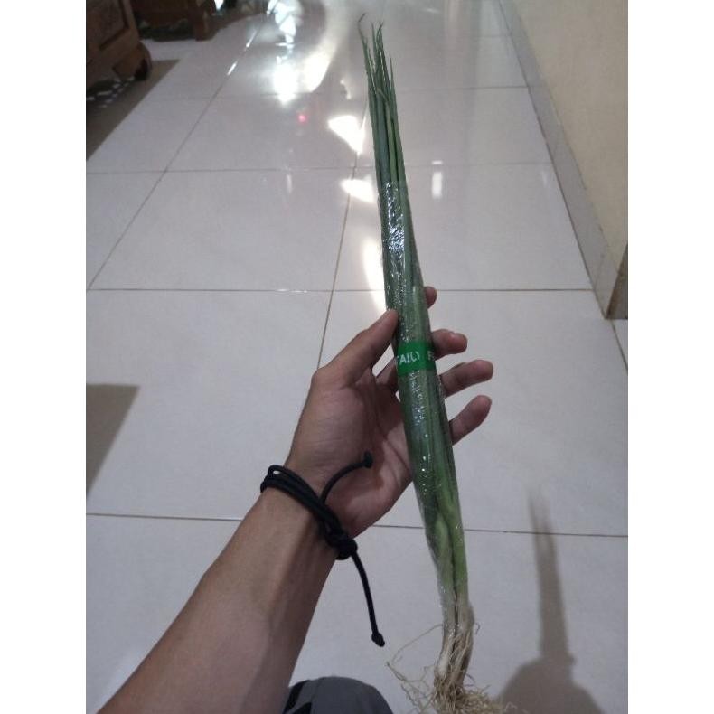 

Kualitas Terbaik Daun Bawang Segar 1 Ikat Freshmarketlampung