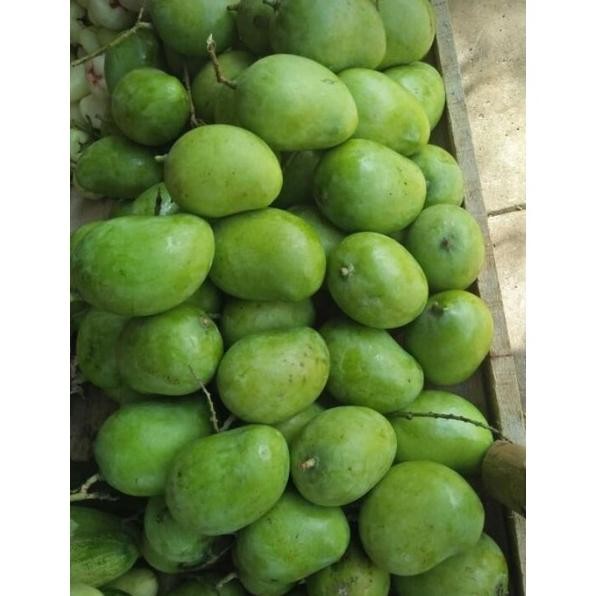 

Cod Mangga Muda Segar/Mangga Rujak Cocok Buat Yang Lagi Ngidam 1Kg