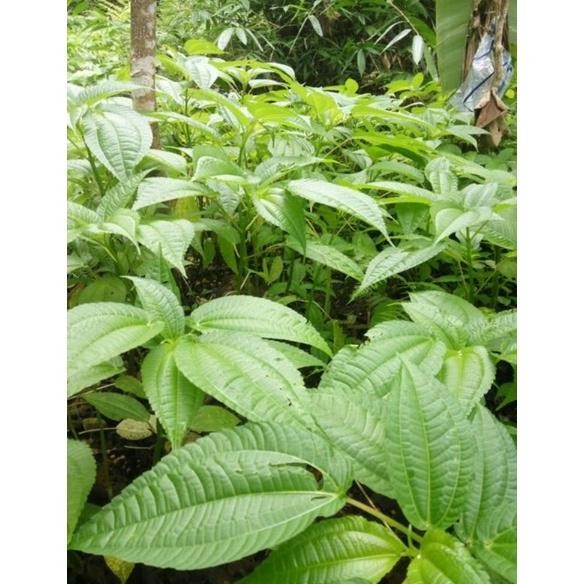 

Inovatif Daun Pohpohan Fresh Daun Poh Pohan Lalapan Sehat